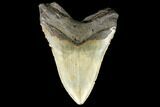 Serrated, Fossil Megalodon Tooth - North Carolina #147478-2